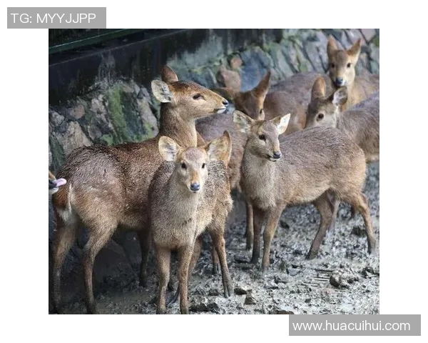 雄鹿栖息地保护与生态平衡:探索自然界中的王者生物群落 雄鹿栖息地保护与生态平衡:探索自然界中的王者生物群落